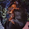 bed, black_and_tan, blanket, closeup, cozy, curled_up, dachshund, dog, fur, indoor, muzzle, nap, paw, paws, pet, puppy, relaxation, sleeping, texture, whiskers