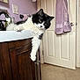 Fluff is registered to the contest to win money with this photo: cat, bathroom, sink, paw, door, towel, cabinet, wood, carpet, feline, black_and_white, fur, indoor, relaxed, curious, pet, animal, yellow_eyes, hanging, domestic