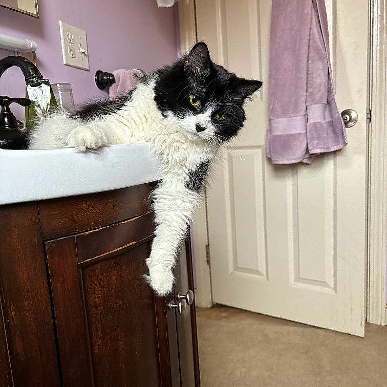 Fluff is registered to the contest to win money with this photo: animal, bathroom, black_and_white, cabinet, carpet, cat, curious, domestic, door, feline, fur, hanging, indoor, paw, pet, relaxed, sink, towel, wood, yellow_eyes