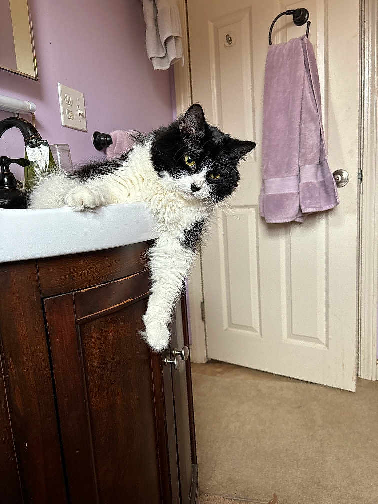 Fluff is registered to the contest to win money with this photo: cat, bathroom, sink, paw, door, towel, cabinet, wood, carpet, feline, black_and_white, fur, indoor, relaxed, curious, pet, animal, yellow_eyes, hanging, domestic