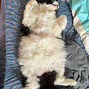 Fluff is registered to the contest to win money with this photo: cat, black_and_white, fluffy, lying_down, bed, bedding, relaxed, sleeping, paws, fur, tail, indoor, cozy, resting, textile, blanket, clothing, pet, animal, cute