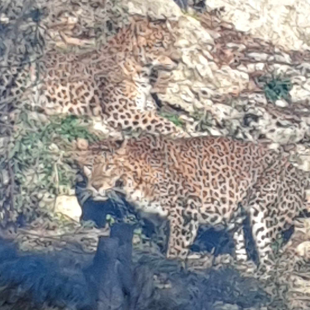 Sitch participe au concours pour gagner de l'argent avec cette photo : animal, camouflage, carnivore, daylight, feline, forest, fur, habitat, leopard, mammal, nature, outdoor, predator, rock, shadow, spotted, two_animals, walking, wild, wildlife