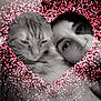 Saura a rejoint le concours — aidez-le/la à gagner de superbes lots ! cat, person, face, closeup, black_and_white, heart_shape, dots, cuddle, pet, animal, love, cozy, indoor, portrait, cute, snuggle, feline, happy, affection, warmth
