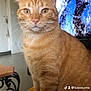 Saura a rejoint le concours — aidez-le/la à gagner de superbes lots ! cat, ginger_cat, pet, indoor, furniture, television, fan, whiskers, ears, eyes, fur, sitting, closeup, domestic_cat, orange, cute, animal, portrait, household, cozy