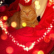 Saura participe au concours pour gagner de l'argent avec cette photo : cat, orange_tabby, pet, animal, feline, red_blanket, towel, indoor, cozy, sparkle_effect, heart_shape, bokeh, relaxing, cute, domestic, resting, fur, whiskers, eyes, warm_colors