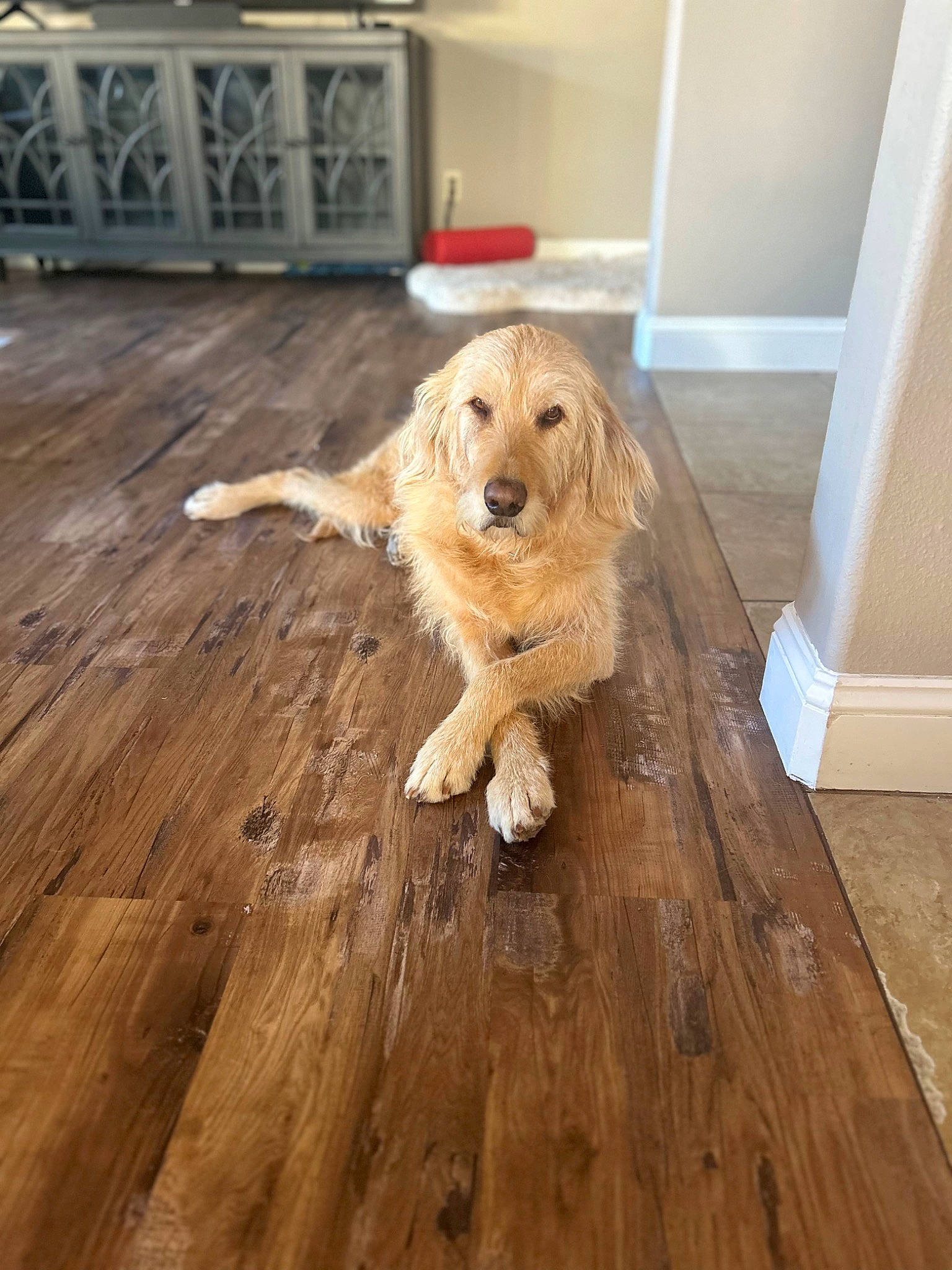 Indy joined the competition — help win amazing prizes! carnivore, companion_dog, dog, dog_breed, door, fawn, floor, flooring, hardwood, home, laminate_flooring, paw, plank, plywood, room, sports_equipment, varnish, wood, wood_flooring, wood_stain