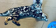 Ajax participe au concours pour gagner de l'argent avec cette photo : alert, animal, bengal_cat, blue, cat, curious, domestic_cat, feline, indoor, lying_down, mammal, paws, pet, playful, spotted, striped, tile_floor, toy, whiskers, young_cat