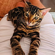 Ajax participe au concours pour gagner de l'argent avec cette photo : animal, cat, comfort, couch, cozy, ears, feline, fur, indoor, lap, legs, living_room, paws, person, pet, relaxed, striped, tabby_cat, whiskers, white_shorts