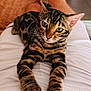 animal, cat, comfort, couch, cozy, ears, feline, fur, indoor, lap, legs, living_room, paws, person, pet, relaxed, striped, tabby_cat, whiskers, white_shorts