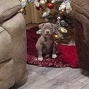 Timber joined the competition — help win amazing prizes! puppy, dog, christmas_tree, christmas_lights, holiday, decorations, living_room, furniture, floor, tree_skirt, brown, beige, red, festive, pet, canine, indoor, small_dog, cute, seated