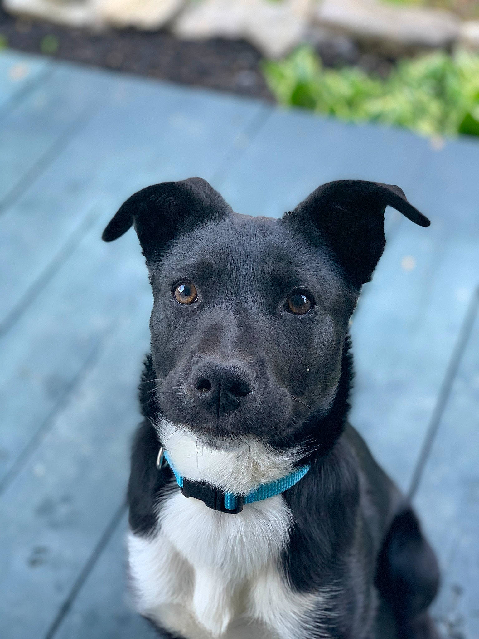 Tucker joined the competition — help win amazing prizes! borador, canidae, carnivore, companion_dog, dog, dog_breed, dog_collar, feist, formosan_mountain_dog, mammal, mcnab, patterdale_terrier, plant, potcake_dog, puppy, rare_breed_dog, snout, sporting_group, street_dog, whiskers