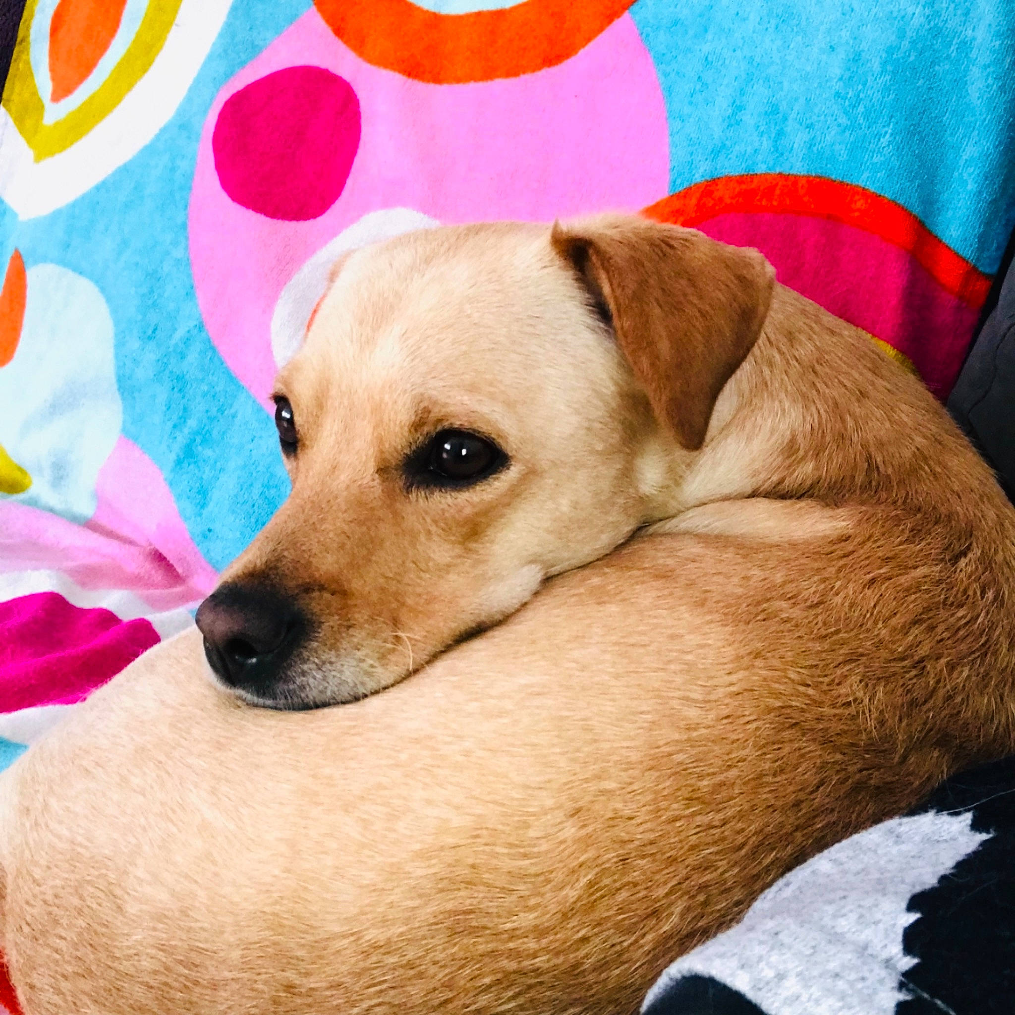 Blanche a rejoint le concours — aidez-le/la à gagner de superbes lots ! carnivore, collar, comfort, companion_dog, couch, dog, dog_breed, dog_collar, dog_supply, fawn, fur, linens, paw, pet_supply, retriever, snout, sporting_group, watch, whiskers, working_animal