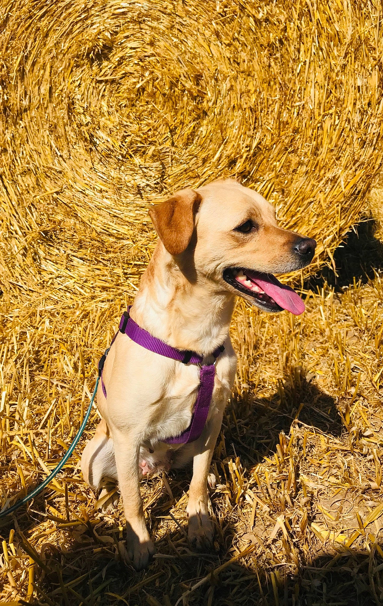 Blanche a rejoint le concours — aidez-le/la à gagner de superbes lots ! carnivore, collar, companion_dog, dog, dog_breed, dog_collar, fawn, grass, gun_dog, labrador_retriever, leash, pet_supply, plant, retriever, soil, sporting_group, tail, whiskers, working_animal, working_terrier