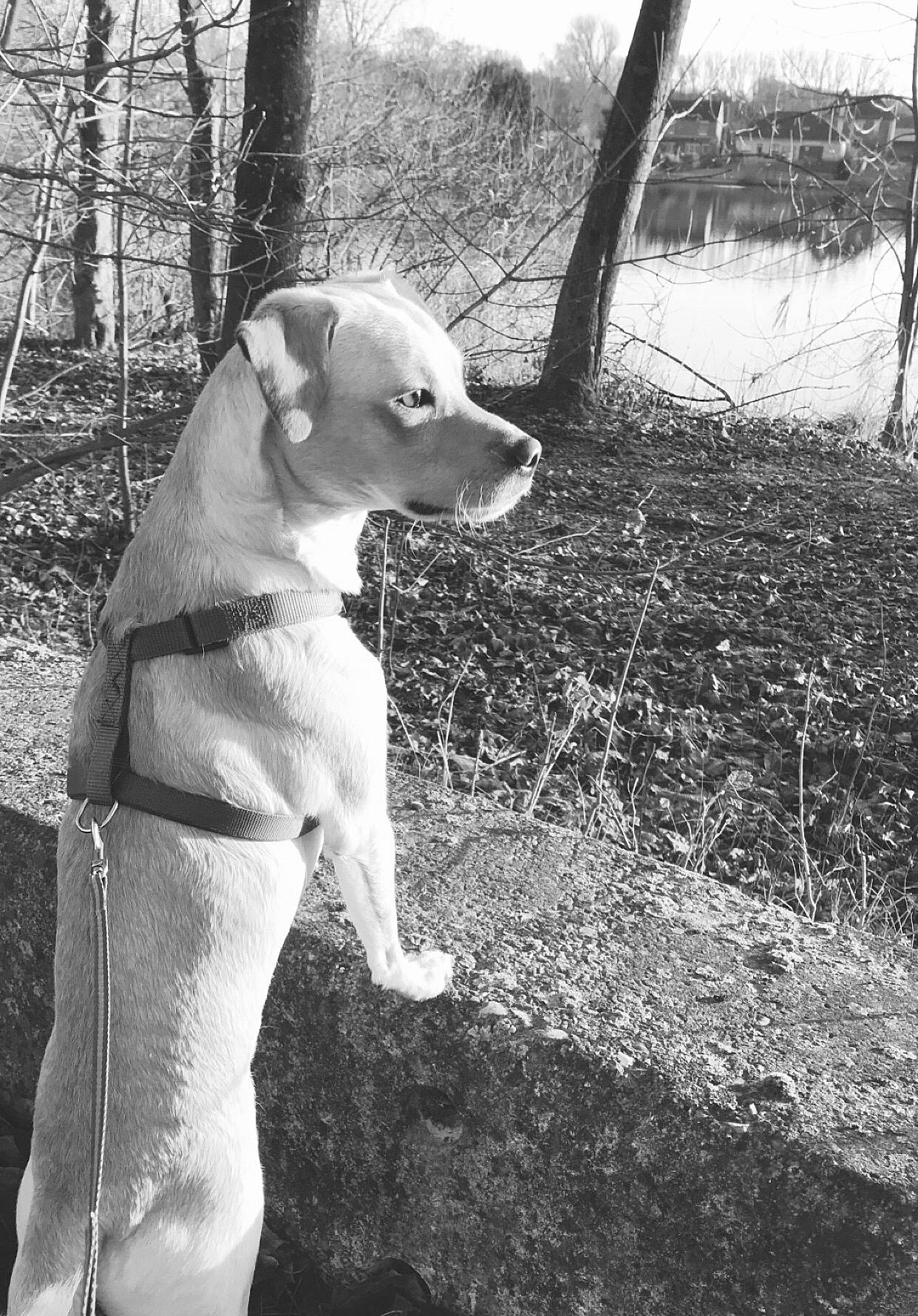 Blanche a rejoint le concours — aidez-le/la à gagner de superbes lots ! black_and_white, canidae, carnivore, collar, companion_dog, dog, dog_breed, dog_collar, fawn, grass, monochrome, monochrome_photography, plant, snout, sporting_group, style, tail, tree, whiskers, working_animal
