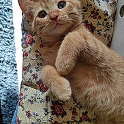 Pitchounet a rejoint le concours — aidez-le/la à gagner de superbes lots ! kitten, cat, ginger_cat, fur, pet, animal, cute, whiskers, paw, lying_down, quilt, floral_pattern, indoor, close_up, curious, feline, soft, young, domestic_cat, resting
