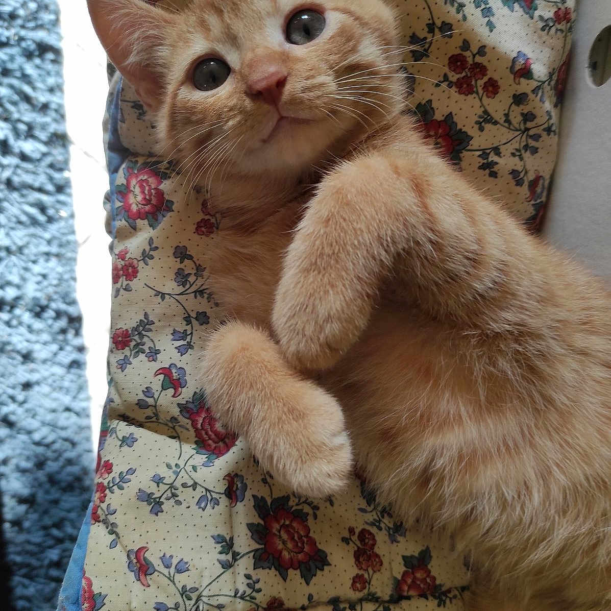 Pitchounet a rejoint le concours — aidez-le/la à gagner de superbes lots ! animal, cat, close_up, curious, cute, domestic_cat, feline, floral_pattern, fur, ginger_cat, indoor, kitten, lying_down, paw, pet, quilt, resting, soft, whiskers, young
