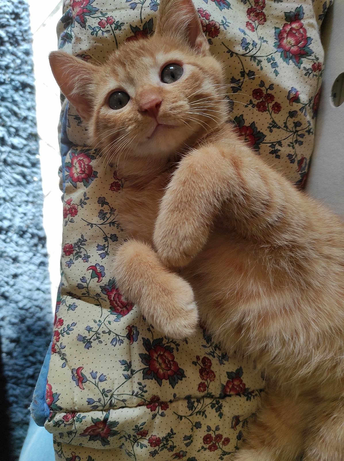 Pitchounet a rejoint le concours — aidez-le/la à gagner de superbes lots ! kitten, cat, ginger_cat, fur, pet, animal, cute, whiskers, paw, lying_down, quilt, floral_pattern, indoor, close_up, curious, feline, soft, young, domestic_cat, resting