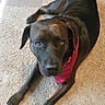 Tori joined the competition — help win amazing prizes! dog, black_dog, bandana, carpet, indoor, pet, canine, animal, laying_down, looking_up, fur, ears, nose, paws, tail, domestic_animal, cute, friendly, relaxed, companion