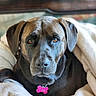 Tori is registered to the contest to win money with this photo: dog, pet, blanket, brown_fur, amber_eyes, indoor, portrait, cozy, soft_texture, close_up, animal, canine, relaxed, comfort, furniture, domestic, face, looking_at_camera, collar, name_tag