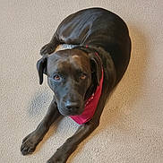 Tori is registered to the contest to win money with this photo: dog, black_dog, bandana, pet, lying_down, carpet, indoor, canine, fur, looking_up, animal, domestic_animal, mammal, ears, paws, friendly, companion, resting, cute, adorable