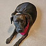 dog, black_dog, bandana, pet, lying_down, carpet, indoor, canine, fur, looking_up, animal, domestic_animal, mammal, ears, paws, friendly, companion, resting, cute, adorable