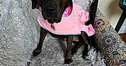 Tori joined the competition — help win amazing prizes! dog, black_dog, pink_raincoat, hood, pet_clothing, fluffy_blanket, armchair, patterned_furniture, indoor, canine, sitting, looking_at_camera, cozy, fur, domestic_animal, household, cute, portrait, resting, animal