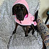 dog, black_dog, pink_raincoat, hood, pet_clothing, fluffy_blanket, armchair, patterned_furniture, indoor, canine, sitting, looking_at_camera, cozy, fur, domestic_animal, household, cute, portrait, resting, animal
