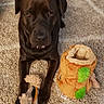 dog, toy, plush, carpet, brown_dog, indoor, pet, floor, animal, squirrel_toy, log_toy, cute, cozy, playing, pet_toy, home, relaxed, laying_down, fur, ears