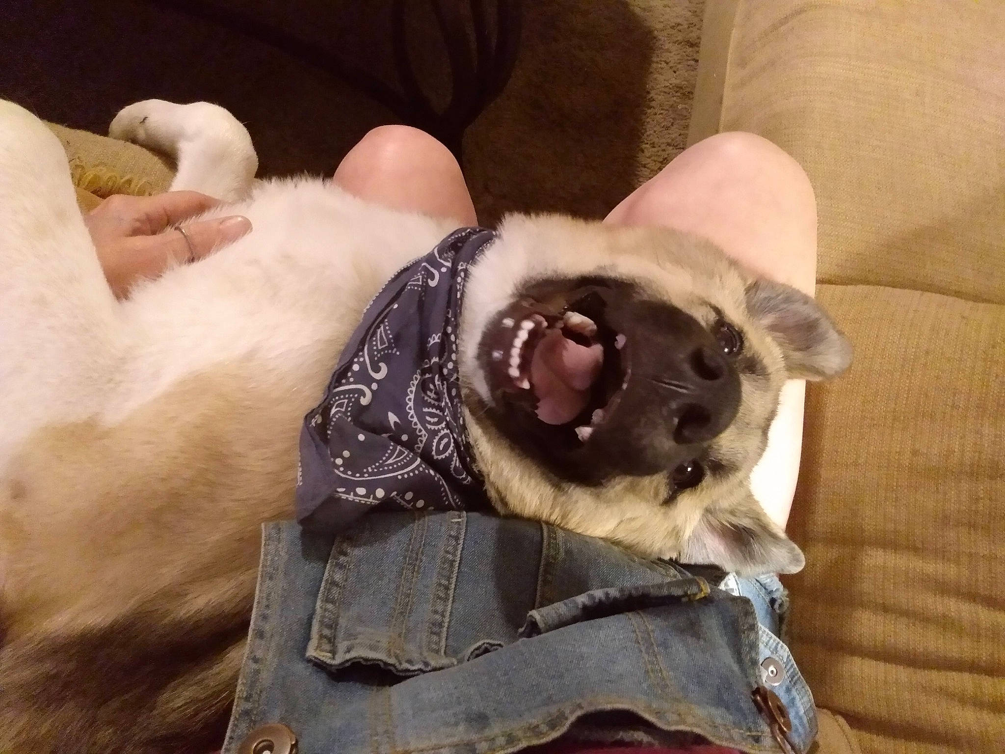 Chevelle Noodle is registered to the contest to win money with this photo: balinese, carnivore, cat, comfort, companion_dog, dog_breed, ear, eye, fawn, felidae, fur, siamese, small_to_medium_sized_cats, snout, sporting_group, thai, tonkinese, toy_dog, whiskers, working_animal