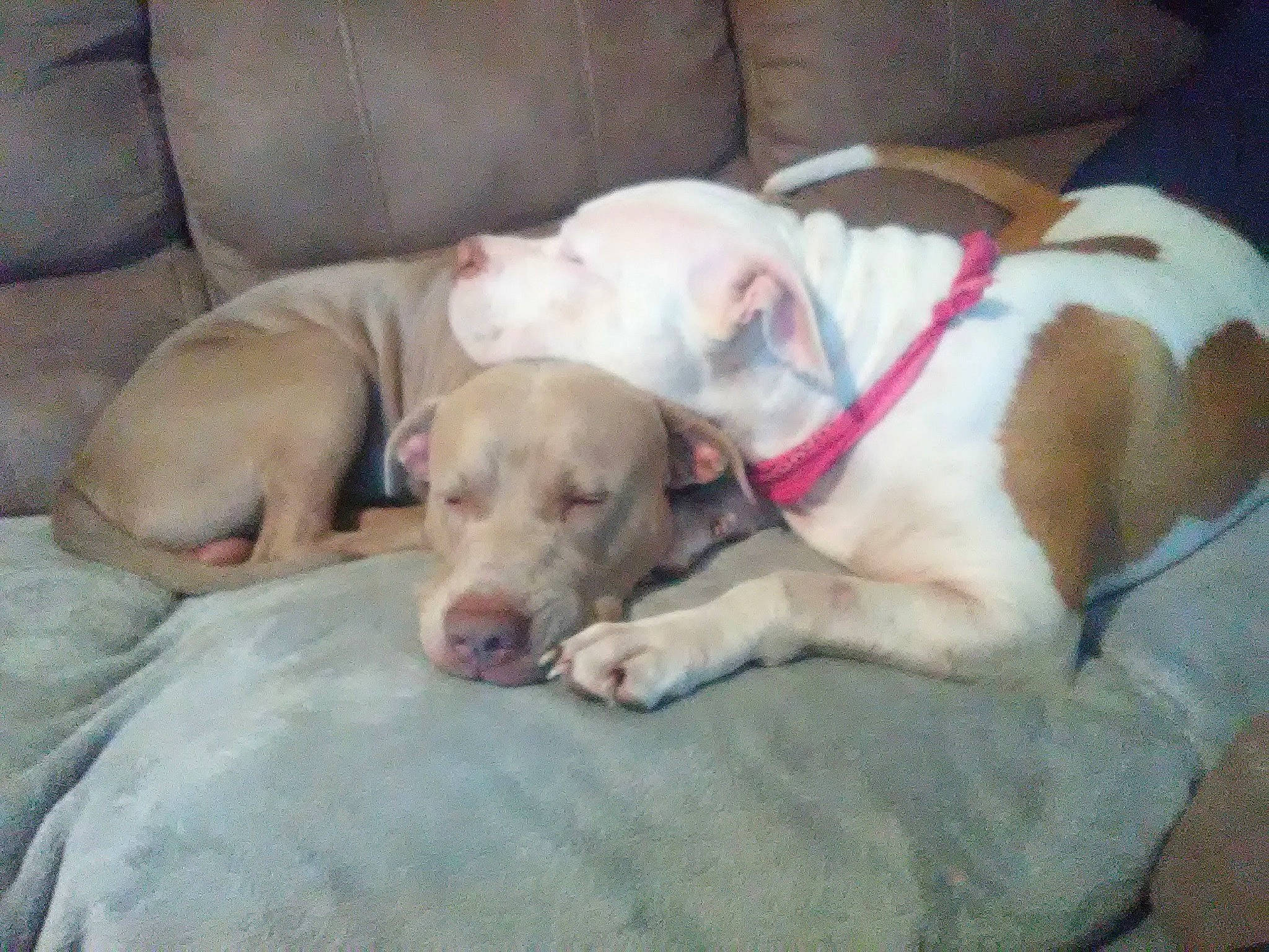 Beauregard Chevrolet joined the competition — help win amazing prizes! canidae, carnivore, collar, comfort, companion_dog, couch, dog, dog_breed, dog_supply, fawn, guard_dog, gun_dog, nap, paw, pet_supply, retriever, snout, sporting_group, tail, working_animal