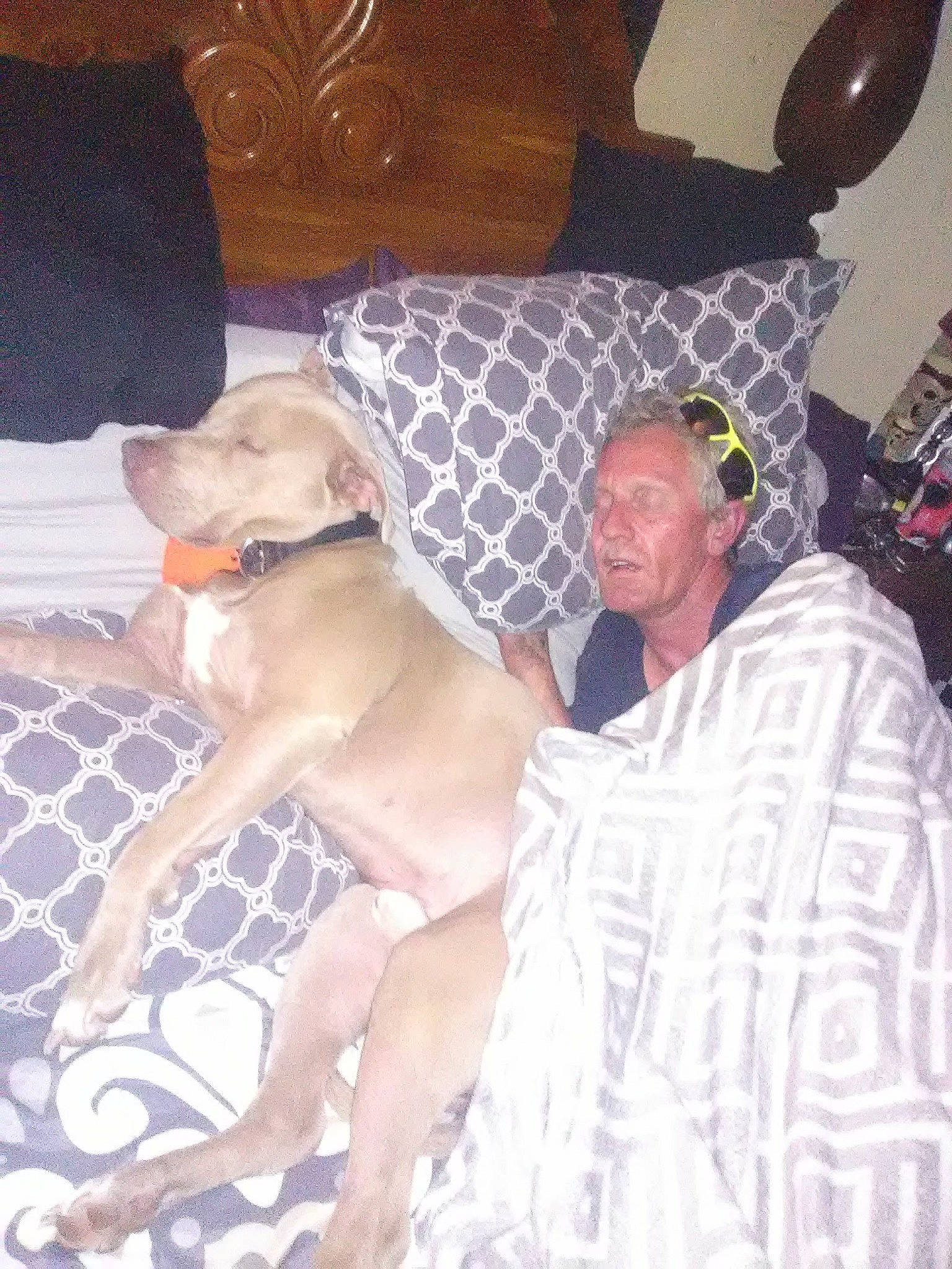 Beauregard Chevrolet is registered to the contest to win money with this photo: bedding, carnivore, chest, comfort, companion_dog, couch, dog, dog_breed, dog_supply, event, fawn, flooring, hat, lamp, linens, pet_supply, pillow, room, sunglasses, working_animal