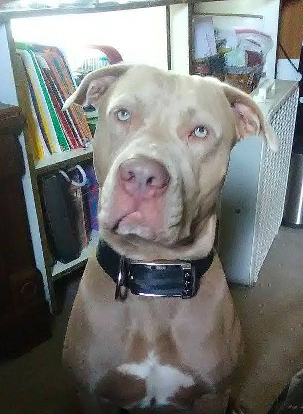 Beauregard Chevrolet joined the competition — help win amazing prizes! bookcase, canidae, carnivore, chair, collar, companion_dog, dog, dog_breed, dog_collar, fawn, guard_dog, liver, pet_supply, pit_bull, shelf, snout, sporting_group, whiskers, working_animal, wrinkle