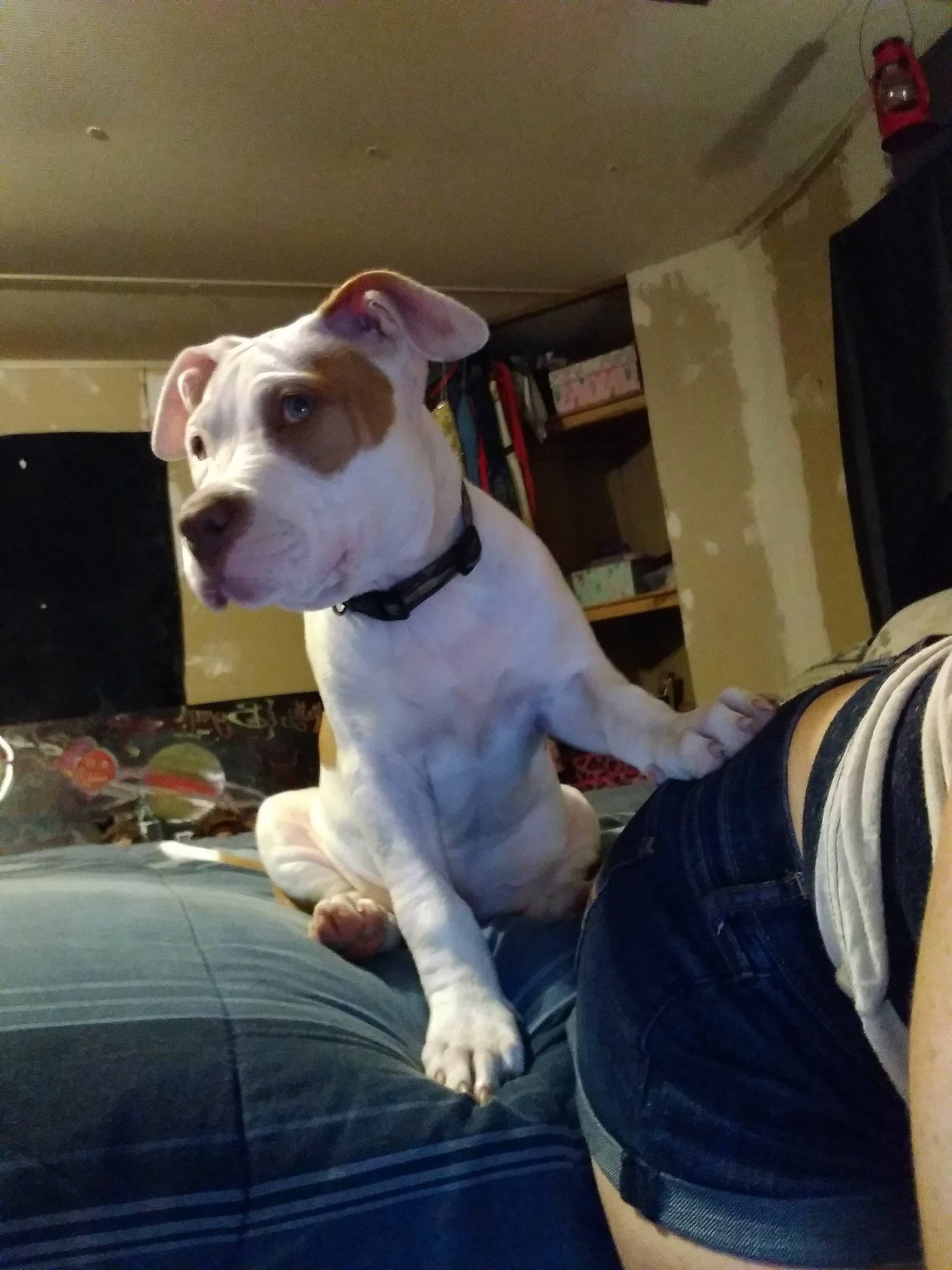 Champagne Nova joined the competition — help win amazing prizes! canidae, carnivore, collar, comfort, companion_dog, dog, dog_breed, dog_collar, elbow, fawn, non_sporting_group, pet_supply, puppy, sleeveless_shirt, snout, sporting_group, terrier, vest, whiskers, working_animal