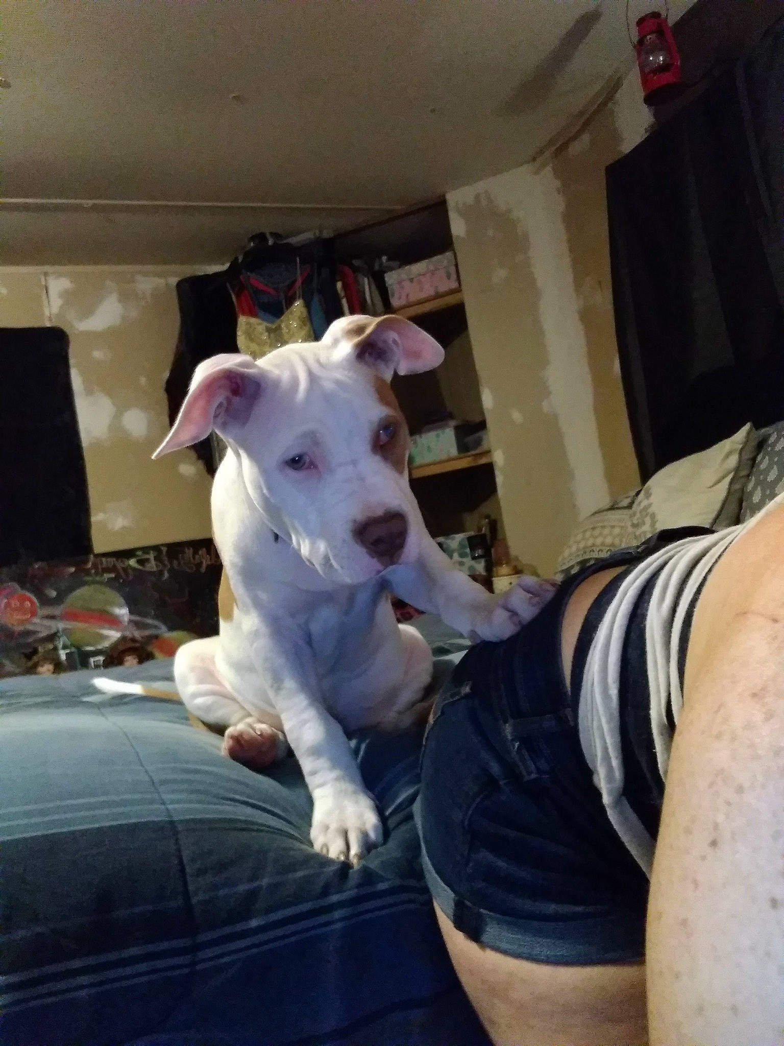 Champagne Nova is registered to the contest to win money with this photo: bull_and_terrier, bull_terrier, bull_terrier_miniature, canidae, carnivore, collar, comfort, companion_dog, dog, dog_breed, dog_collar, english_white_terrier, fawn, old_english_terrier, snout, sporting_group, t_shirt, terrier, whiskers, working_animal