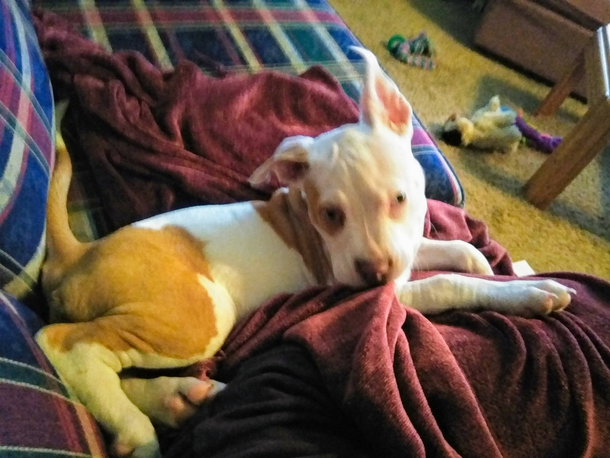 Champagne Nova joined the competition — help win amazing prizes! bed, canidae, carnivore, chair, comfort, companion_dog, dog, dog_breed, fawn, fur, linens, non_sporting_group, paw, puppy_love, sighthound, snout, sporting_group, toy_dog, whiskers, working_animal