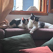 Moon Et Miia participe au concours pour gagner de l'argent avec cette photo : cat, cats, black_and_white, couch, pillow, window, indoor, resting, relaxing, pet, animal, feline, cozy, sunlight, curtain, fur, sleeping, paw, home, comfort
