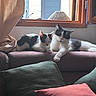 cat, cats, black_and_white, couch, pillow, window, indoor, resting, relaxing, pet, animal, feline, cozy, sunlight, curtain, fur, sleeping, paw, home, comfort