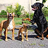 animals, black_dog, brown_dog, bull_terrier, doberman, dog, dogs, garden, grass, happy, outdoor, panting, paved_ground, paw, pets, playful, sitting, standing, sunlight, three_dogs
