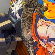 Frank is registered to the contest to win money with this photo: anime, bedroom, blanket, cat, colorful, comfort, cozy, cute, dragon_ball, feline, fur, home, indoor, pets, relaxed, resting, sleeping, soft, striped, tabby