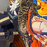 anime, bedroom, blanket, cat, colorful, comfort, cozy, cute, dragon_ball, feline, fur, home, indoor, pets, relaxed, resting, sleeping, soft, striped, tabby