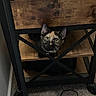 cat, kitten, tortoiseshell, wood, shelf, metal_frame, carpet, lamp, indoor, pet, curious, hiding, feline, animal, black, brown, orange, eyes, whiskers, cute