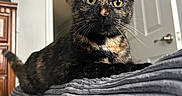 Hermione joined the competition — help win amazing prizes! animal, blanket, cat, closeup, cozy, curious, domestic, door, ears, eyes, feline, furniture, home, indoor, pet, portrait, resting, soft_texture, tortoiseshell, whiskers