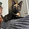 Hermione joined the competition — help win amazing prizes! cat, tortoiseshell, indoor, blanket, furniture, door, curious, pet, animal, whiskers, ears, eyes, resting, cozy, home, soft_texture, closeup, portrait, domestic, feline