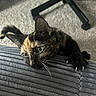 Hermione joined the competition — help win amazing prizes! cat, tortoiseshell_cat, claws, couch, fabric, texture, playful, curious, indoor, carpet, pet, animal, closeup, paw, whiskers, ear, feline, climbing, resting, home