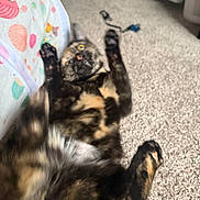 Hermione is registered to the contest to win money with this photo: cat, tortoiseshell, carpet, fabric_tunnel, playful, indoor, pet, animal, feline, paws, fur, lying_down, motion_blur, home, cute, relaxed, toy, background, floor, colorful