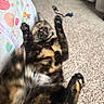 cat, tortoiseshell, carpet, fabric_tunnel, playful, indoor, pet, animal, feline, paws, fur, lying_down, motion_blur, home, cute, relaxed, toy, background, floor, colorful