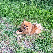 Röxy a rejoint le concours — aidez-le/la à gagner de superbes lots ! dog, pomeranian, grass, outdoor, pet, animal, fur, small_dog, nature, greenery, canine, lying_down, playful, cute, mammal, leafy, daylight, paw, stick, curious