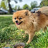 Röxy participe au concours pour gagner de l'argent avec cette photo : dog, pomeranian, grass, food_bowl, water_bowl, outdoor, pet, happy, tongue_out, fur, small_dog, canine, nature, daylight, park, greenery, blurred_background, animal, leash, cute