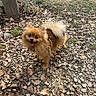 Röxy participe au concours pour gagner de l'argent avec cette photo : dog, pomeranian, animal, pet, outdoor, nature, tree, rocks, leaves, happy, tongue_out, fur, small_dog, canine, walking, daylight, grass, forest_floor, brown, cute