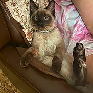 Cracka is registered to the contest to win money with this photo: siamese_cat, cat, pet, animal, feline, indoor, couch, leather, person, pink_shirt, tie_dye, paw, fur, whiskers, eyes, relaxed, lounge, home, carpet, collar
